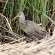 Clapper rail